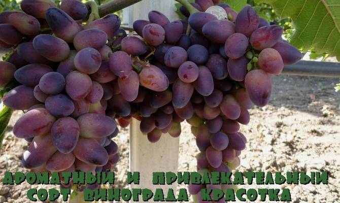Описание и характеристики винограда сорта сфинкс, выращивание и уход