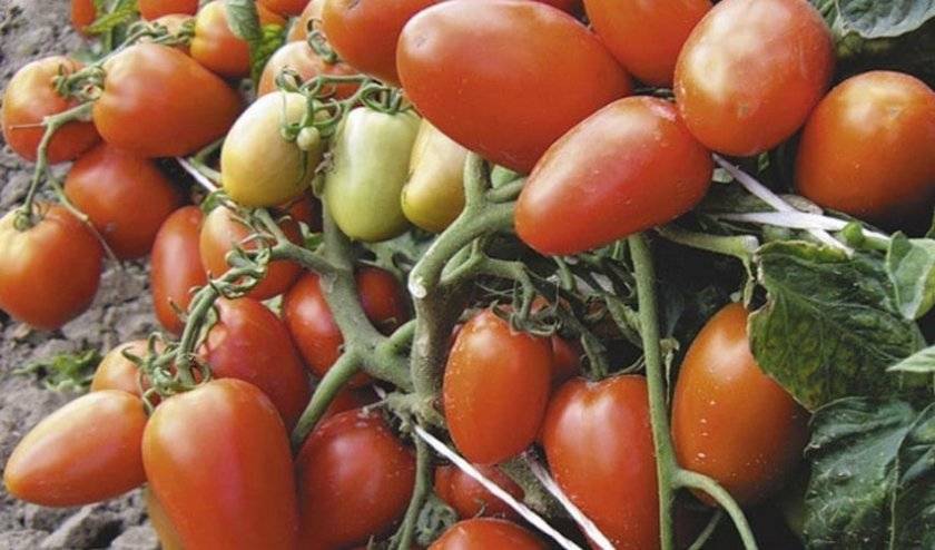 Надёжный и ранний томат валентина