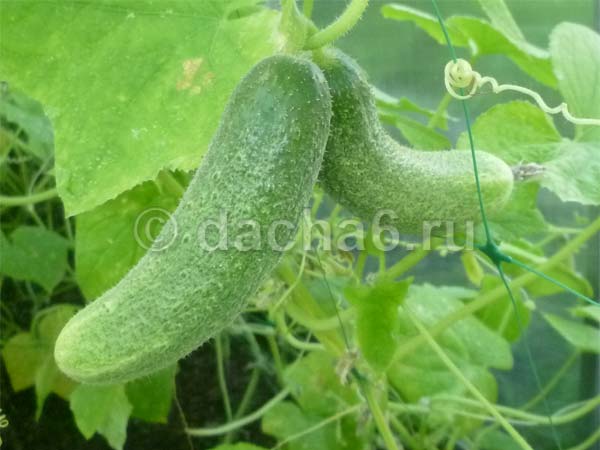Сортовая характеристика огурца конни