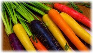 14 лучших сортов моркови для зимнего хранения
