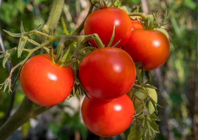 Сорта томатов ультраскороспелые