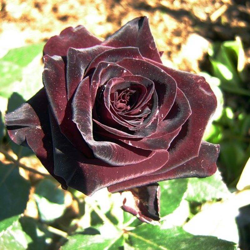 Роза блэк баккара: описание сорта и 4 правила выращивания