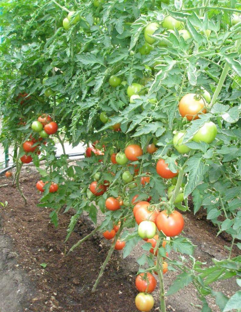 Особенности сорта помидоров пинк парадайз