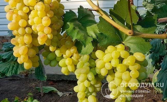 Как определить сорт винограда по листьям и плодам и вкусу ягод