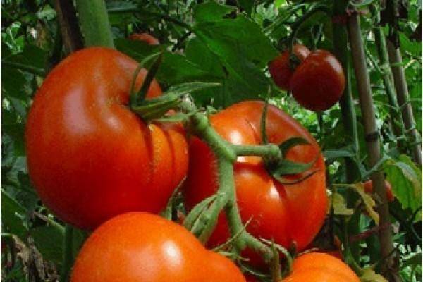 Яркий ранний помидор с крупными плодами — томат «король рынка» и секреты его выращивания от опытных огородников