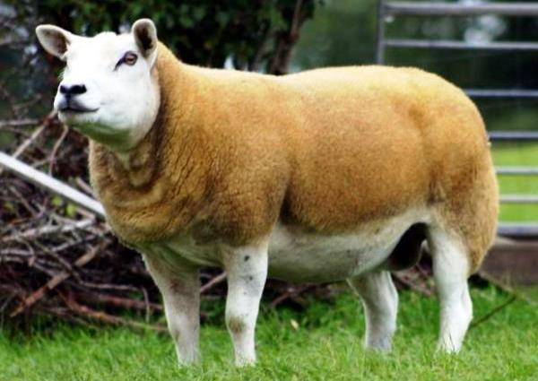 Характеристики породы овец тексель