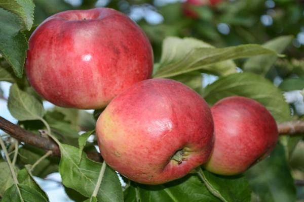 Описание яблони веньяминовское