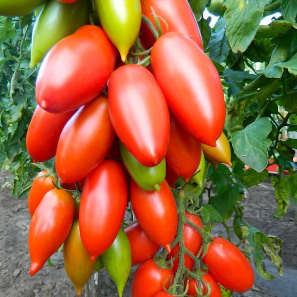 Характеристика и описание сорта томата Ниагара, его урожайность
