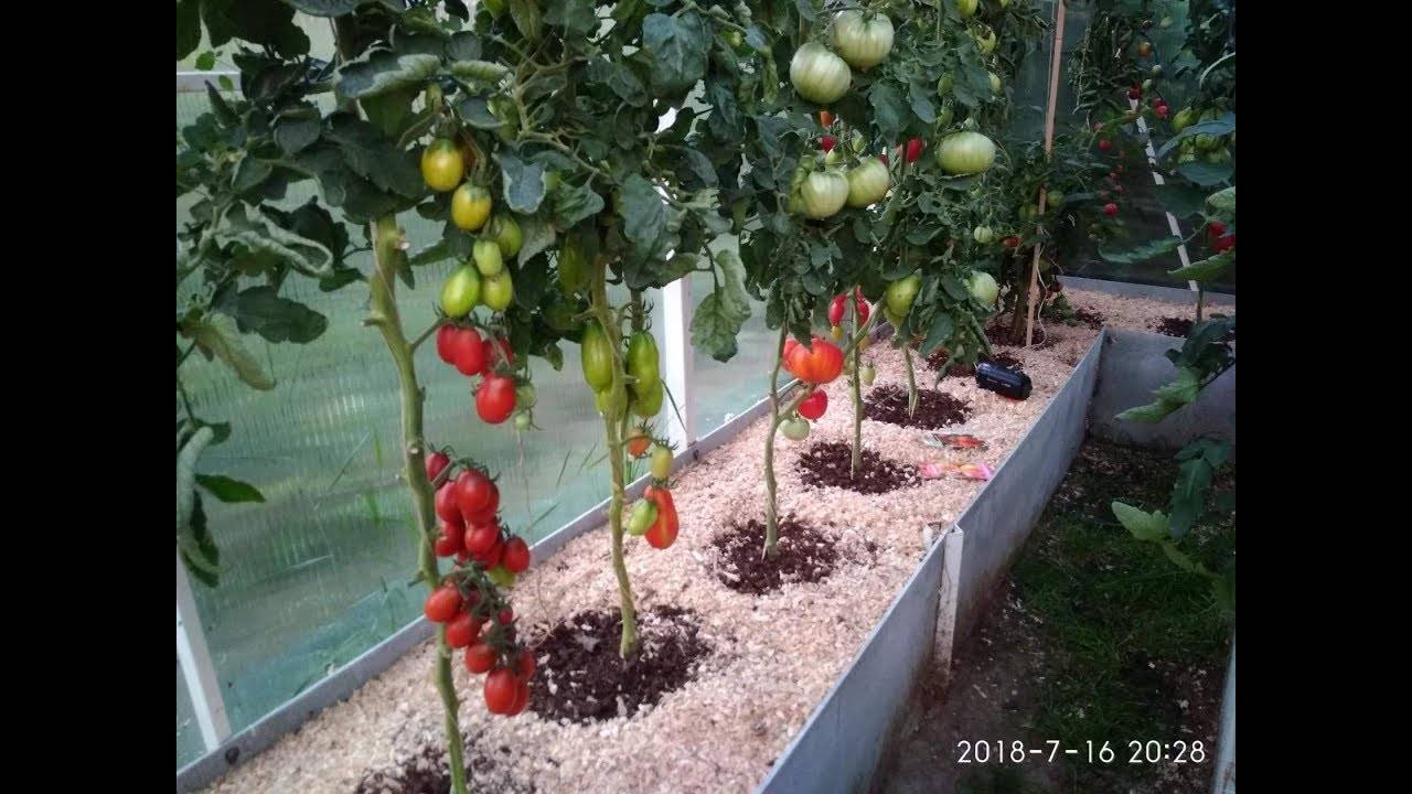 В домашних условиях рассаду помидоров обычно.