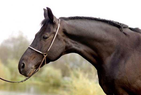 Экстерьер и особенности характера ахалтекинской лошади