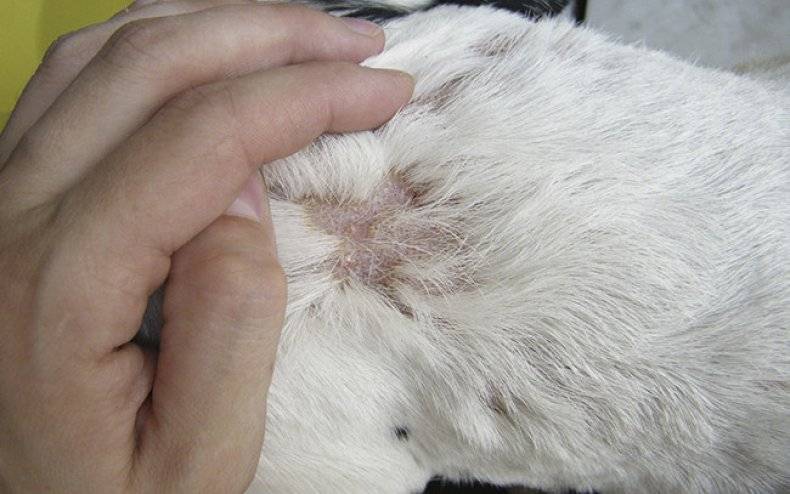 Симптомы ушного клеща у кроликов (псороптоза): пути заражения, лечение