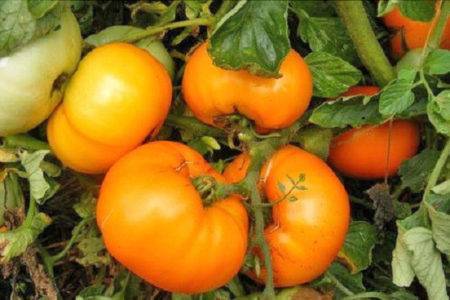 Выращивание томата хурма