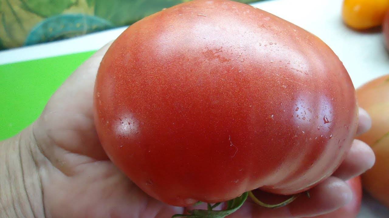 Любимый праздник: описание сорта томата, характеристики помидоров, посев