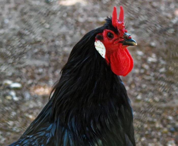 Фавероль порода кур – описание, фото и видео