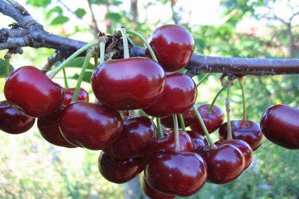 Описание сорта вишни ашинская и характеристики плодоношения, посадка и уход