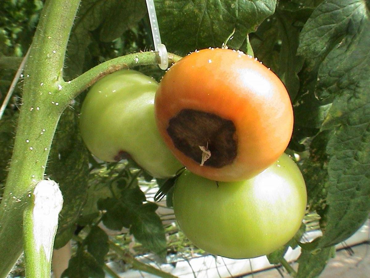 Лечение вершинной гнили томатов в теплице и открытом грунте