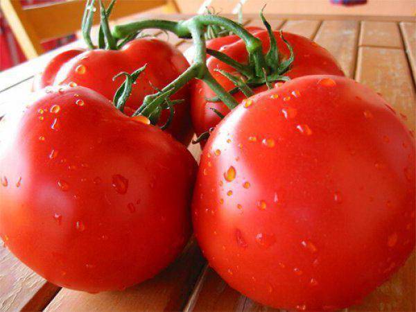 Гибрид томата «таня f1»: фото, отзывы, описание, характеристика, урожайность