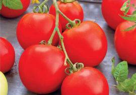 Высокоурожайный и неприхотливый томат «бенито» — секреты получения богатого урожая