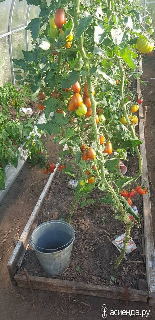 На каком расстоянии высаживать помидоры в теплице и открытом грунте: схемы посадки