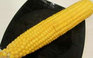 Где и как хранить кукурузу в початках в домашних условиях: оптимальные условия и сроки хранения