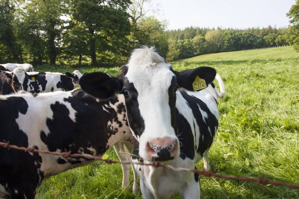 Корова съела послед: признаки и лечение, возможные последствия