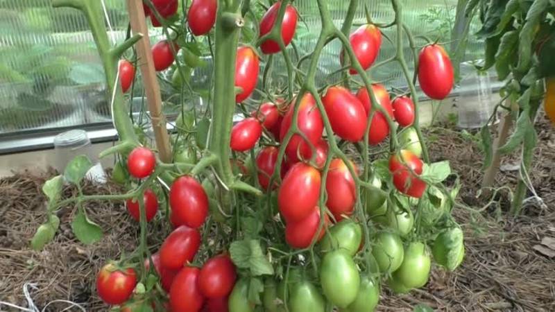 Универсальный, урожайный, скороспелый и так горячо любимый дачниками томат «сибирское чудо»