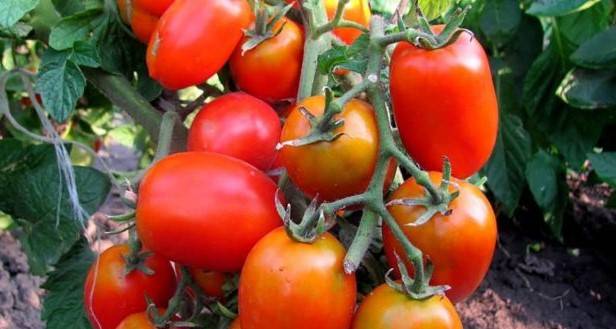 Вкусный и красивый томат «праздничный»: описание сорта и его особенности