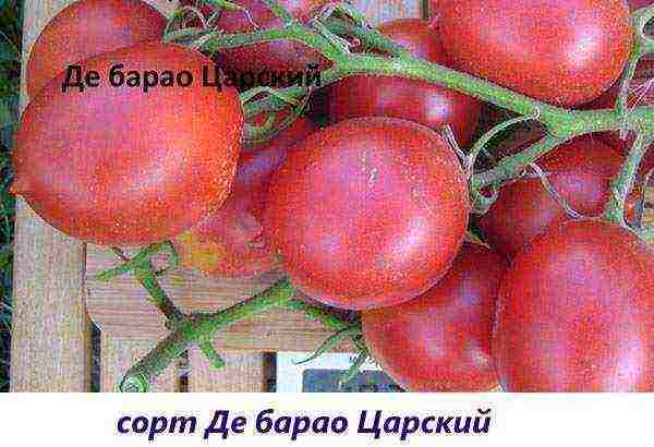 Описание сорта томата черри лиза, его характеристика и урожайность