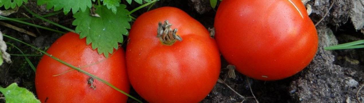 Выращивание томата подснежник
