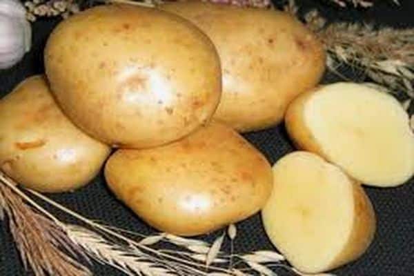 Сорт картофеля гала: характеристика и правила выращивания, плюсы и минусы сорта