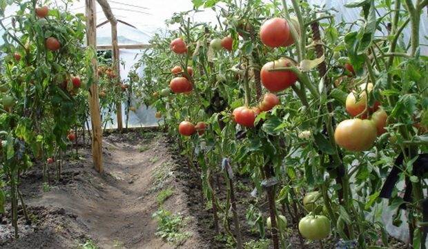Как правильно сажать помидоры в теплице