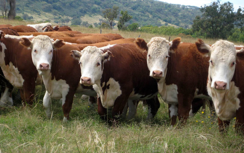 Айрширская корова: характеристика породы и особенности разведения