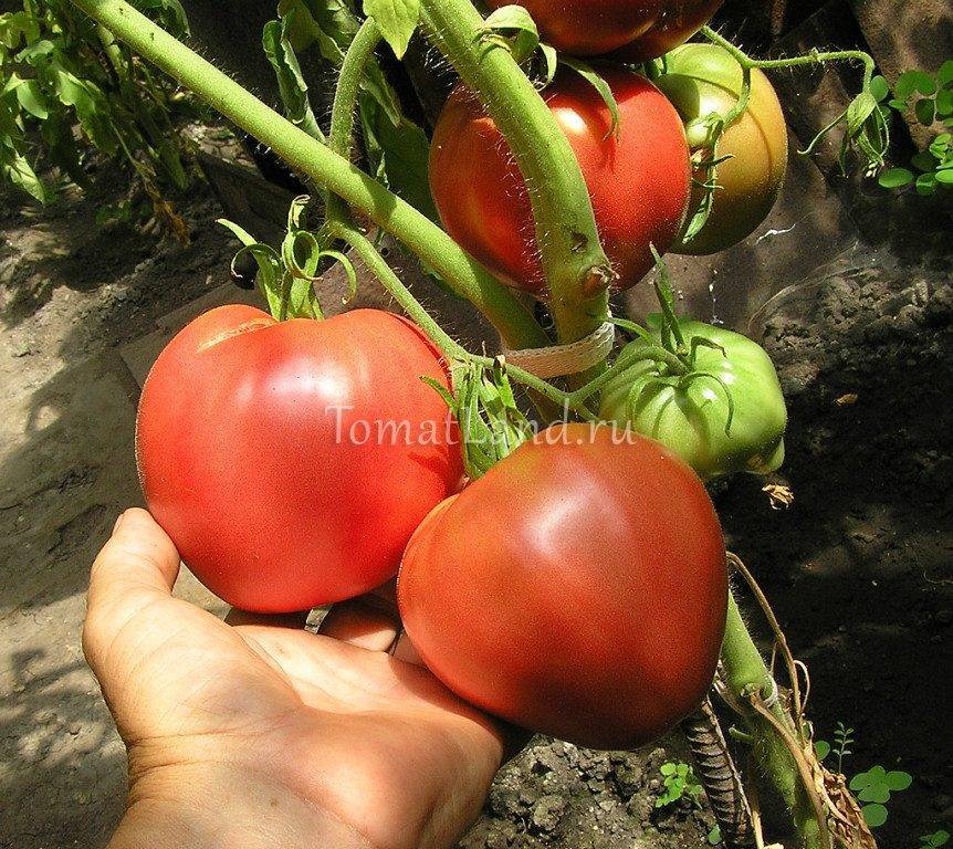 Характеристика и описание сорта томата Мазарини, его урожайность
