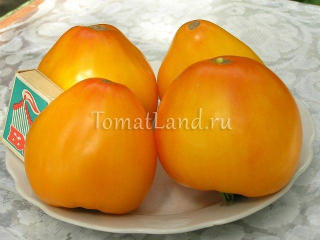 Сорт помидор, подходящий для всей россии — описание гибридного томата «красный купол»