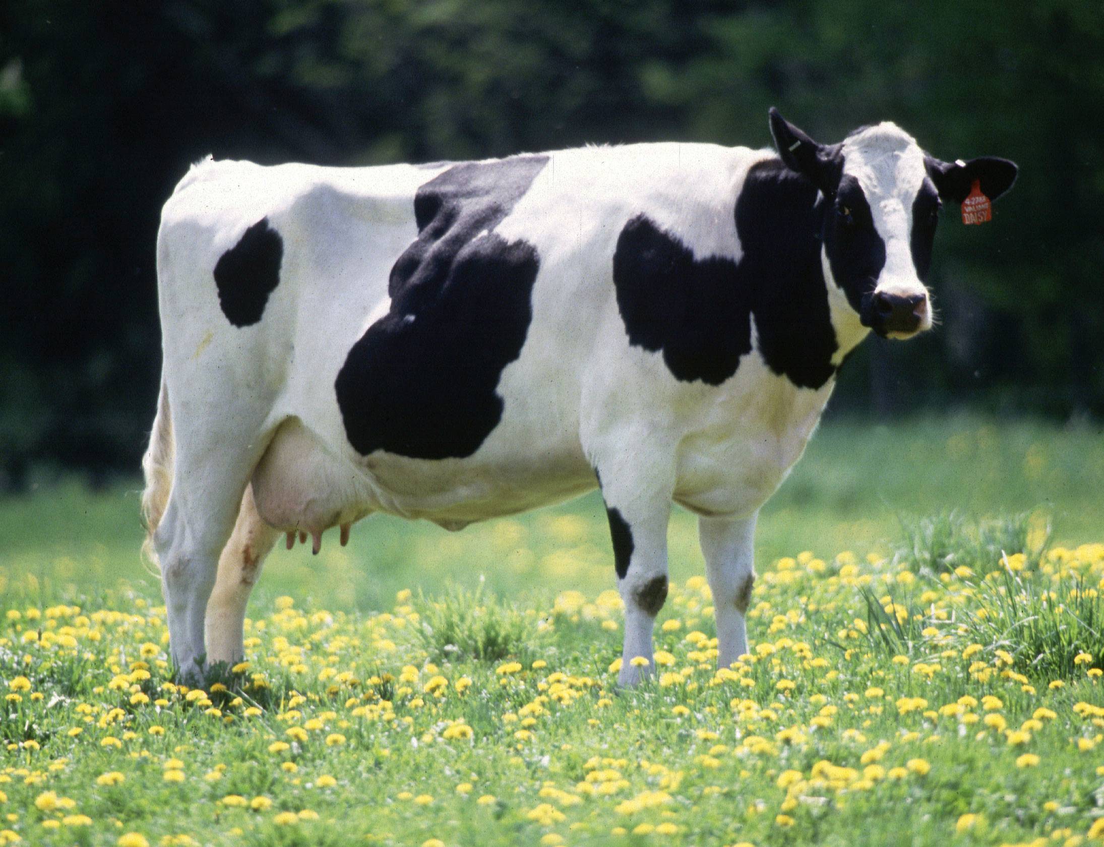 Голштинские коровы - лучшая молочная порода