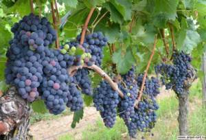 Уход за виноградом в июле – 3 самые важные процедуры