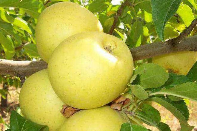 Характеристики яблок аркадик