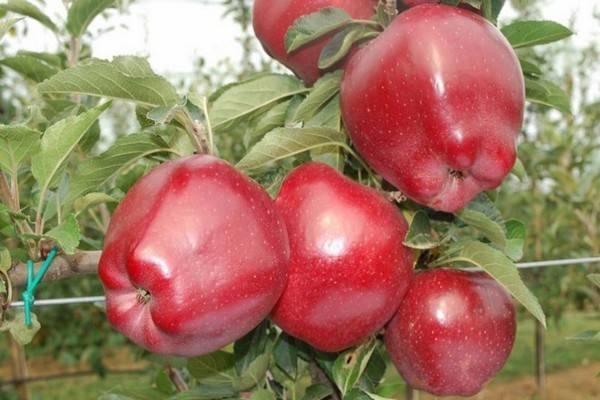Популярнейшая яблоня ред чиф: описание, фото
