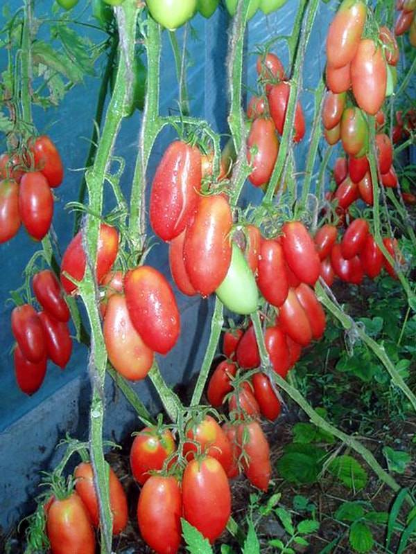Отличный сорт томата для выращивания в теплицах — «сосулька розовая»