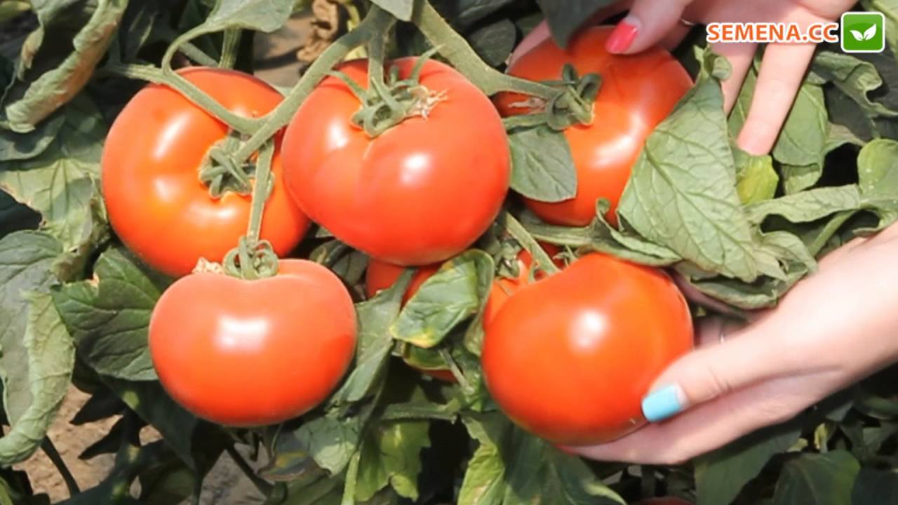 Описание сорта томата Аксиома f1, его преимущества и выращивание