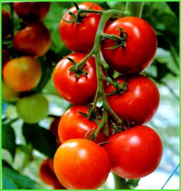 Подборка лучших сортов томатов для выращивания в кировской области