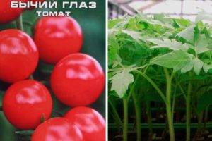 Описание сорта томата стыдливый румянец, особенности выращивания и ухода