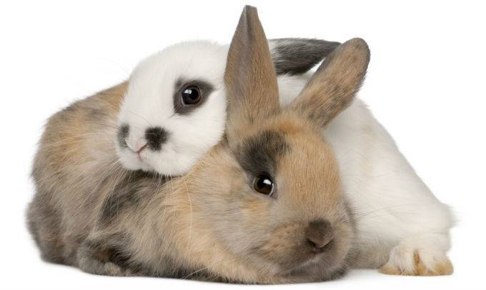 Почему дохнут кролики: причины и что делать в домашних условиях