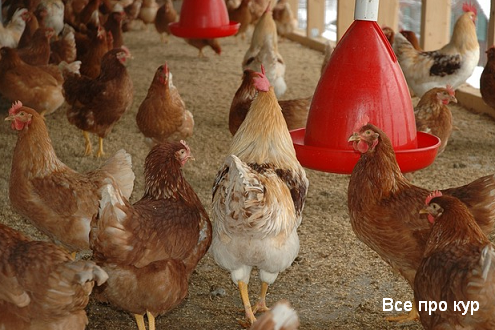 Куриные блохи – как избавиться и защитить кур от паразита