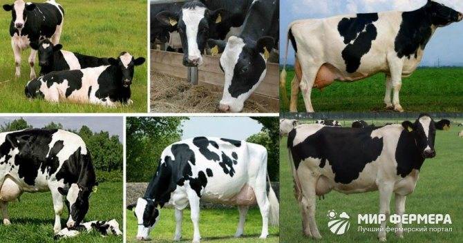 10 молочных пород коров в россии — виды крс молочного направления, характеристика