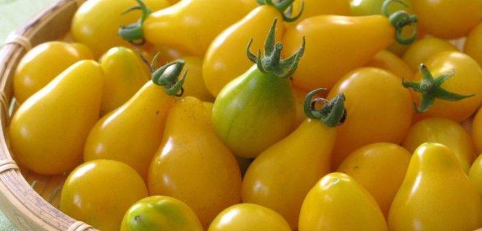 Описание сорта томата Дачный любимец, его характеристика и урожайность
