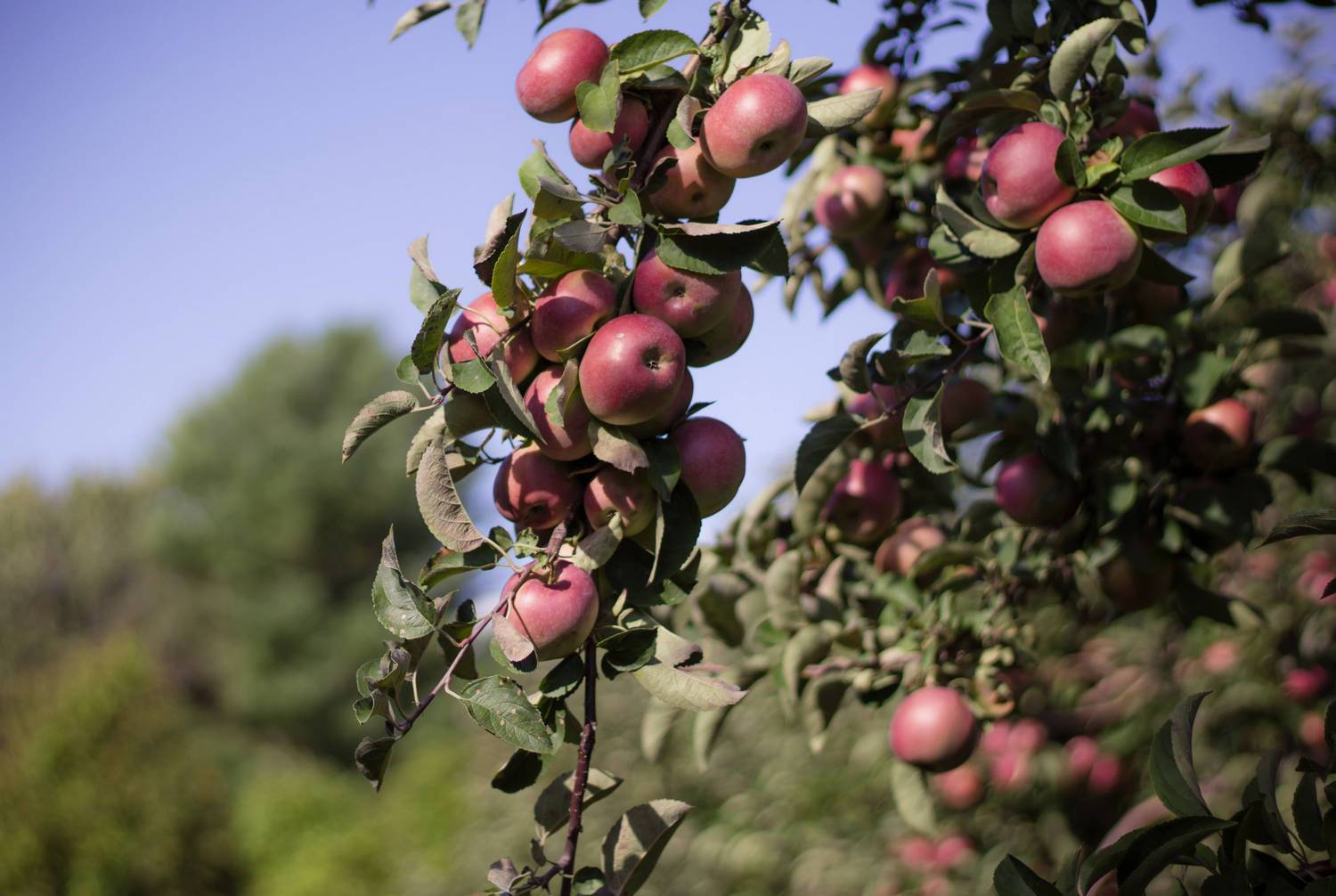 Сорт яблони белый налив: характеристика и особенности выращивания