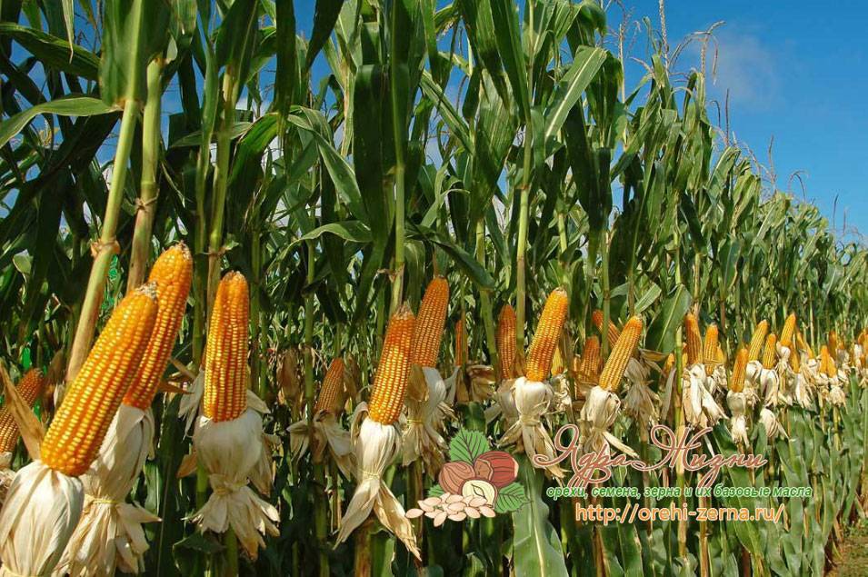 Районы выращивания кукурузы