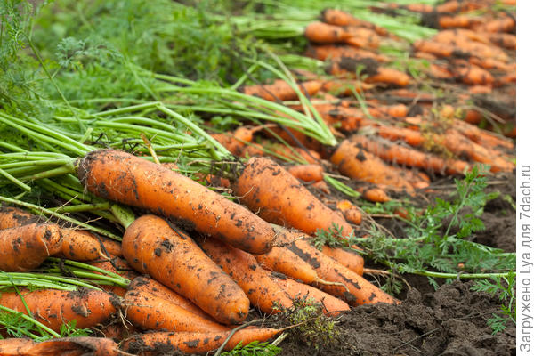 Когда выкапывать свеклу и морковь на хранение — конкретные даты для уборки урожая.