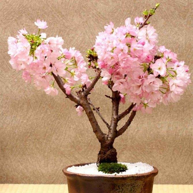 Дерево войлочная вишня (cerasus): сорта с фото, выращивание и уход